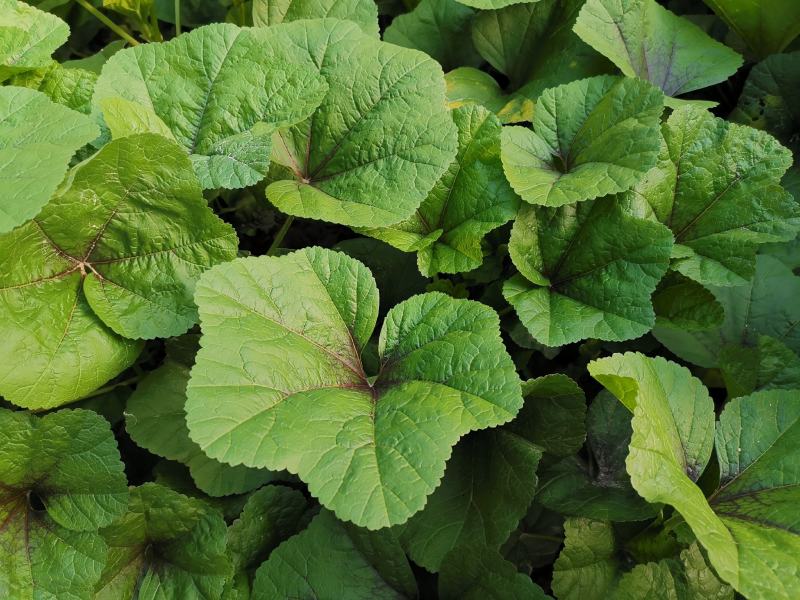 冬寒菜种子冬葵籽耐寒蔬菜糯米种子冬苋菜马蹄菜高