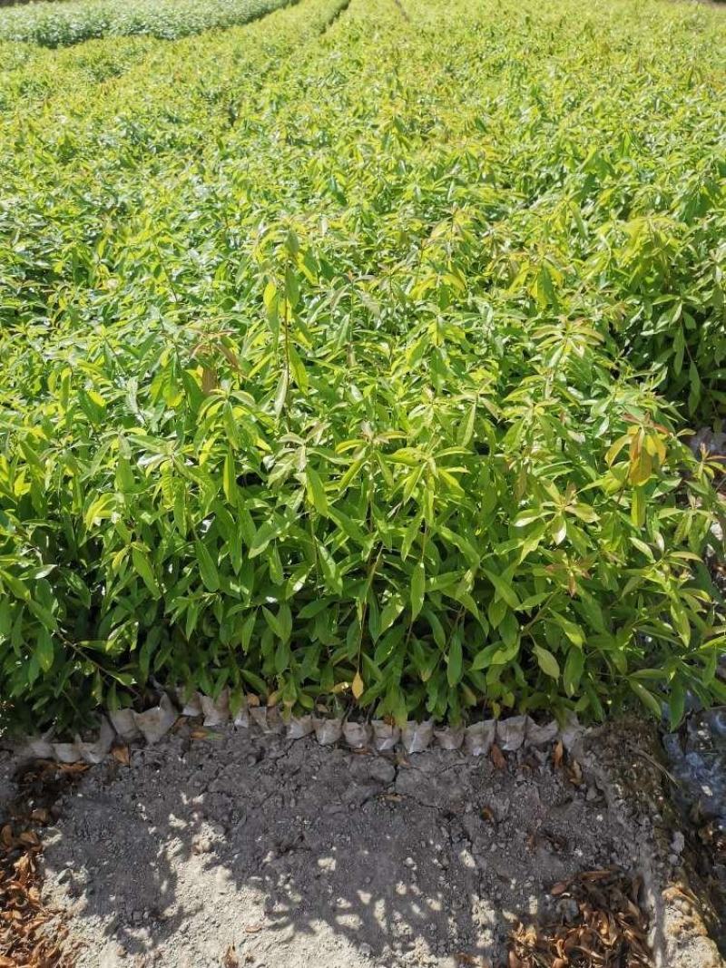 木荷苗，一年木荷杯苗价格，产地供应