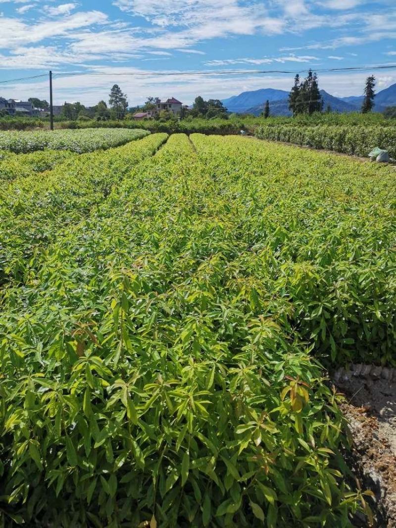 木荷苗，一年木荷杯苗价格，产地供应