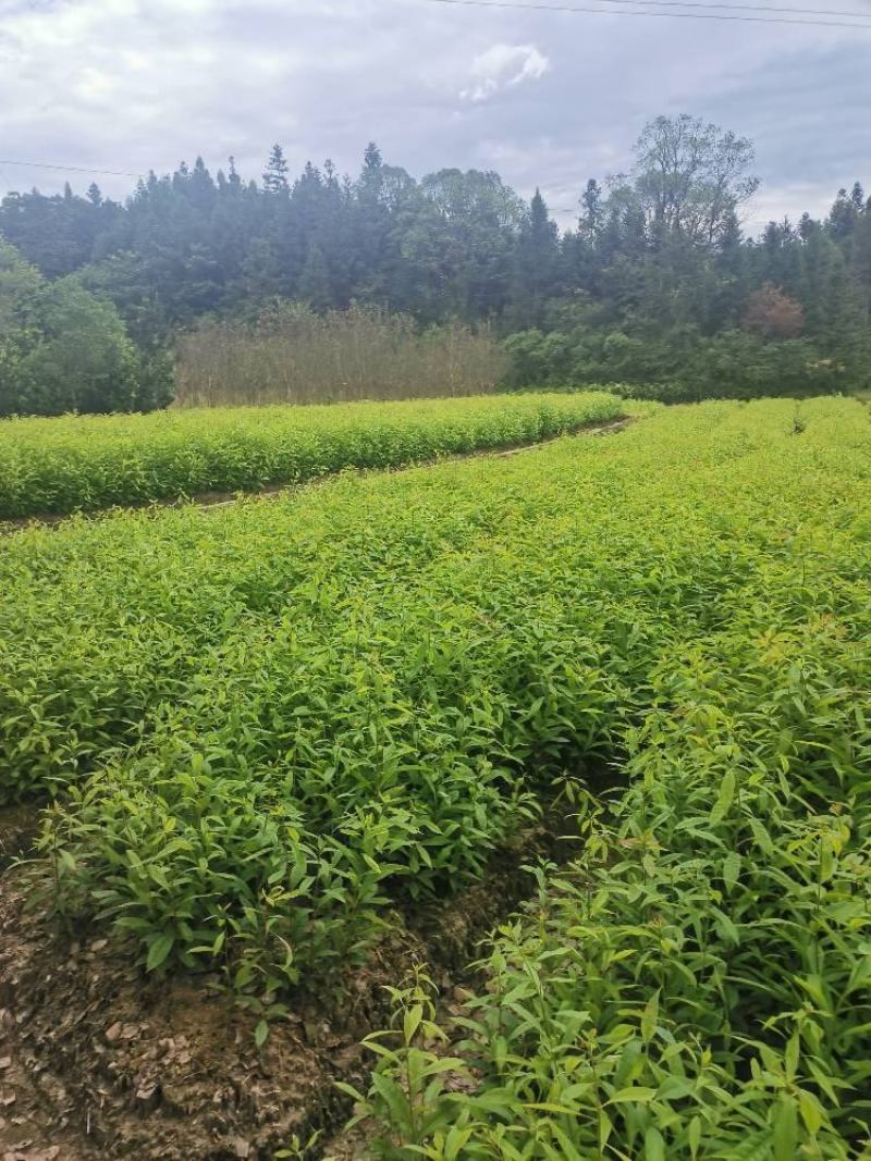 木荷苗，一年木荷杯苗价格，产地供应