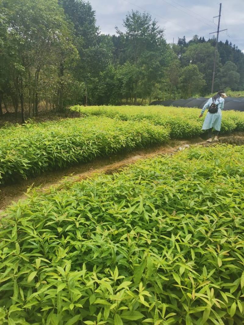 木荷苗，一年木荷杯苗价格，产地供应