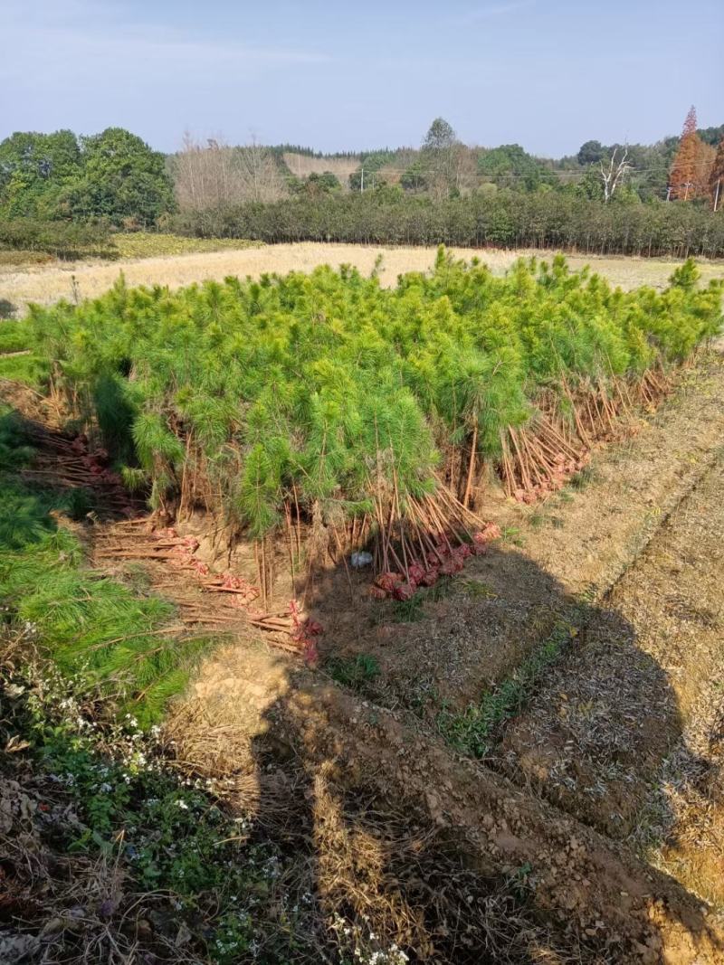 湿地松杯苗，一米高湿地松杯苗价格，地苗一米高湿地松供应