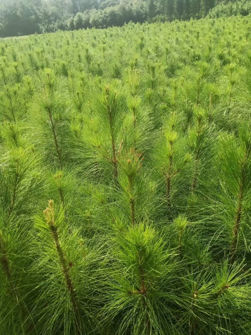 湿地松杯苗，一米高湿地松杯苗价格，地苗一米高湿地松供应