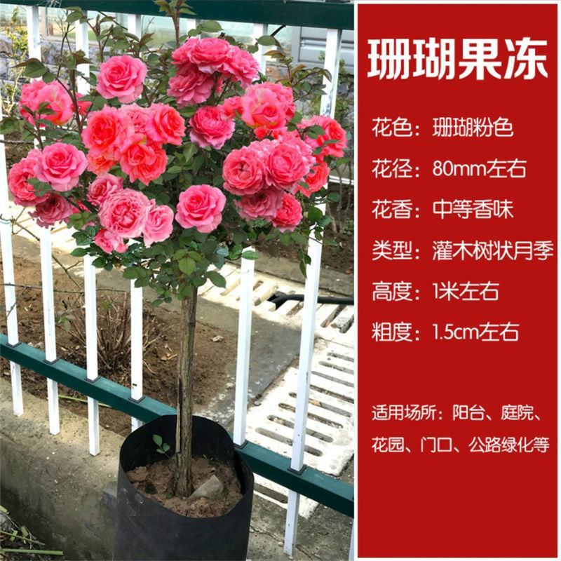 树桩月季阳台盆栽嫁接树桩月季花苗特大花苗浓香庭院花卉