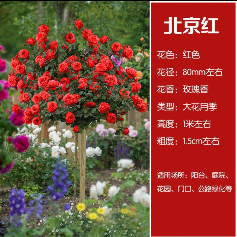 树桩月季阳台盆栽嫁接树桩月季花苗特大花苗浓香庭院花卉