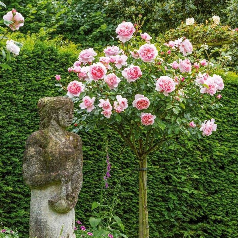 树桩月季阳台盆栽嫁接树桩月季花苗特大花苗浓香庭院花卉