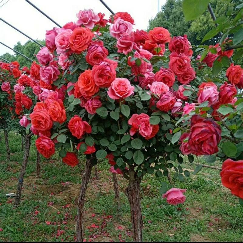 树桩月季阳台盆栽嫁接树桩月季花苗特大花苗浓香庭院花卉