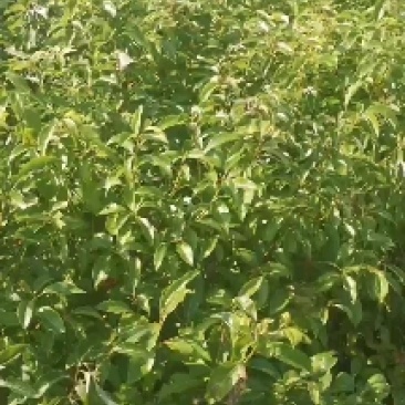 香樟苗，两年一公分香樟价格，当年香樟小苗产地直销