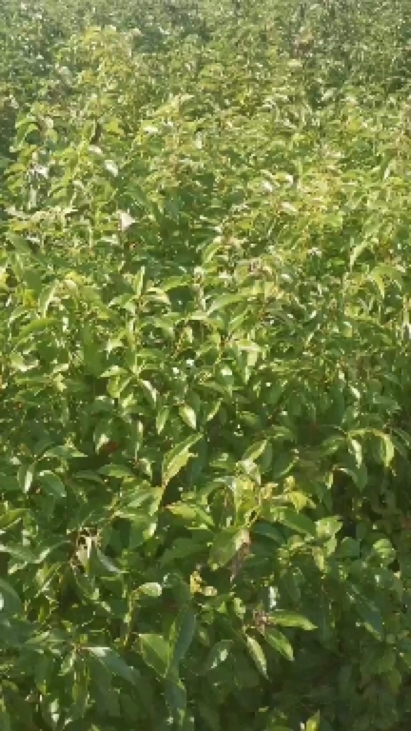 香樟苗，两年一公分香樟价格，当年香樟小苗产地直销