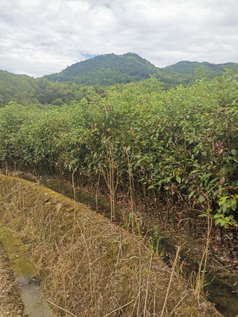 香樟苗，两年一公分香樟价格，当年香樟小苗产地直销