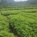 香樟苗，两年一公分香樟价格，当年香樟小苗产地直销