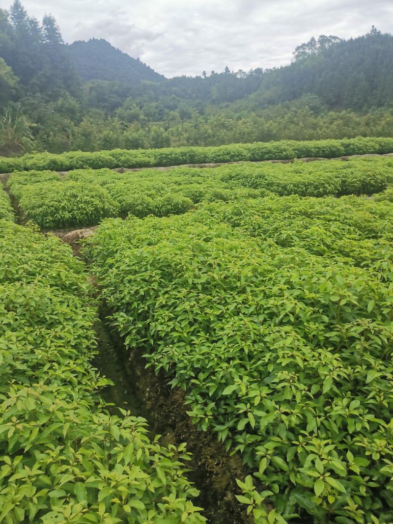 香樟苗，两年一公分香樟价格，当年香樟小苗产地直销