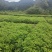 香樟苗，两年一公分香樟价格，当年香樟小苗产地直销