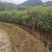 香樟苗，两年一公分香樟价格，当年香樟小苗产地直销