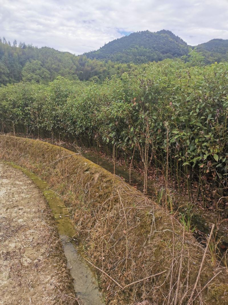 香樟苗，两年一公分香樟价格，当年香樟小苗产地直销