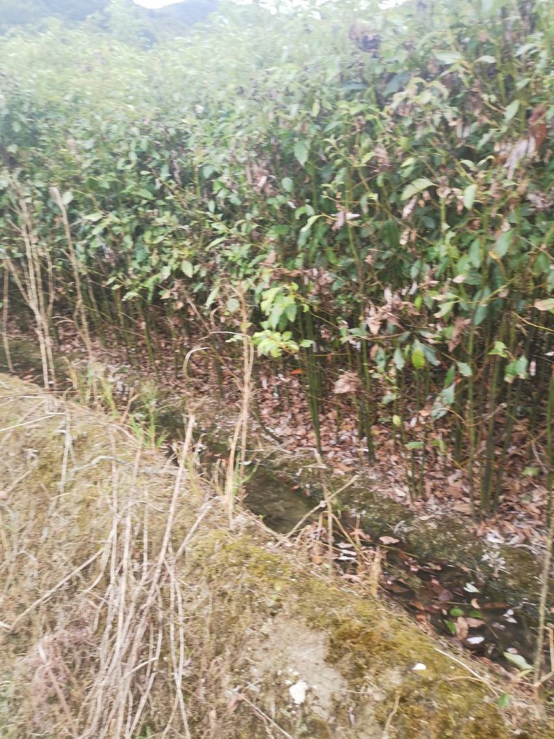 香樟苗，两年一公分香樟价格，当年香樟小苗产地直销