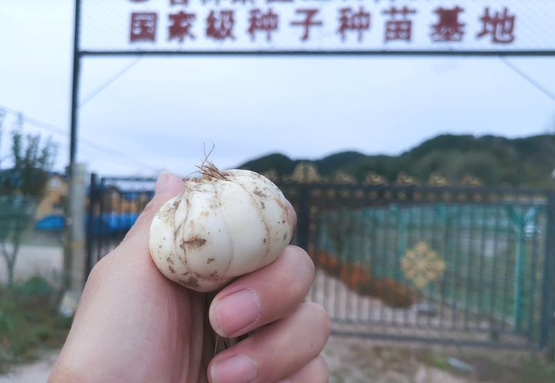 甜百合种球原产地代言人质量有保证欢迎咨询