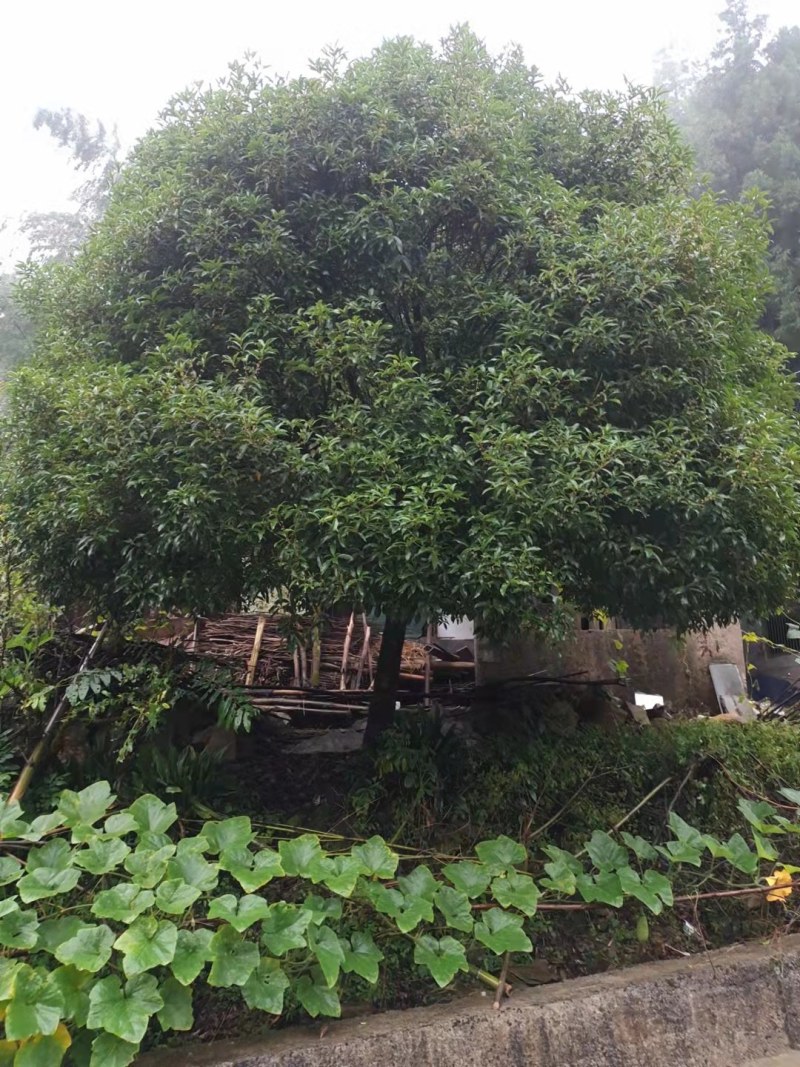 绿化好桂花树，