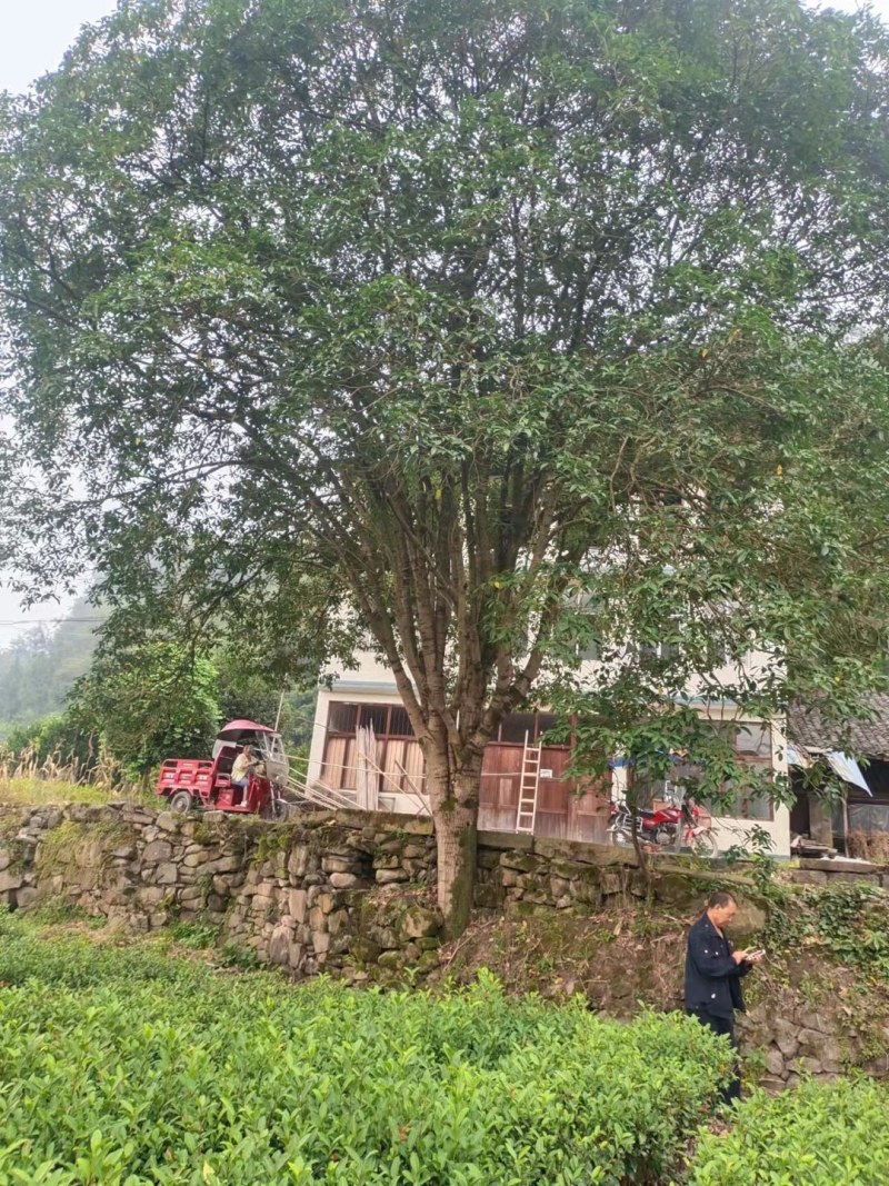 绿化好桂花树，