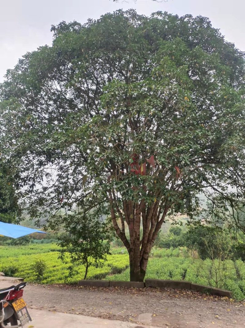 绿化好桂花树，