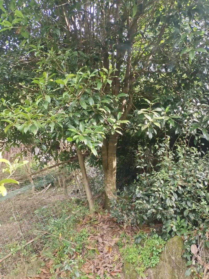 绿化好桂花树，