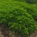 优质香樟苗,大叶樟,小叶樟,香樟杯苗,耐寒驱蚊树
