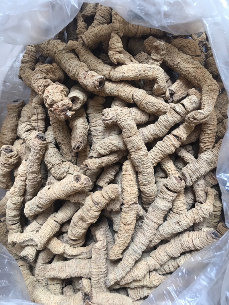 巴戟天大肉一手货源抽芯生晒中药材优质干货大量现货批发零售