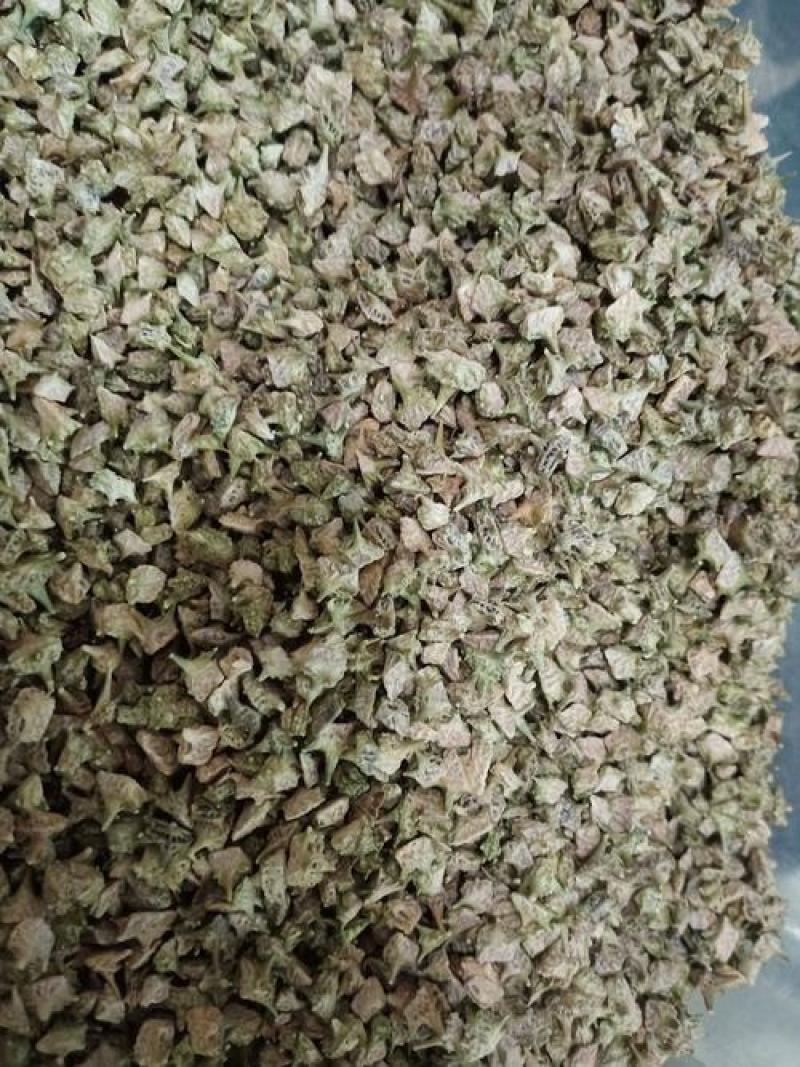 蒺藜，野生刺蒺藜新货撞刺质量保证现货供应欢迎咨询合作！