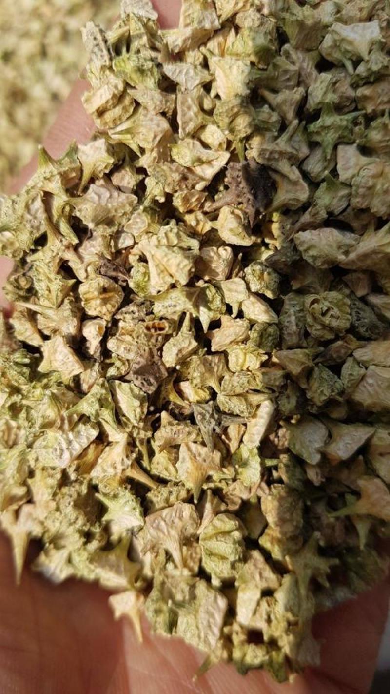 蒺藜，野生刺蒺藜新货撞刺质量保证现货供应欢迎咨询合作！