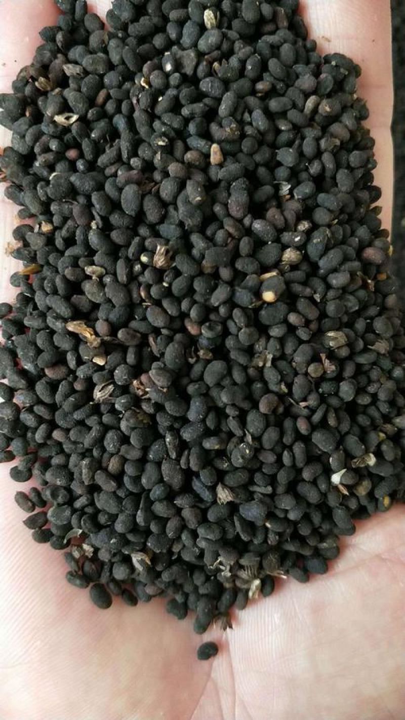 补骨脂，故脂干净无杂质量保证现在供应欢迎咨询购买！