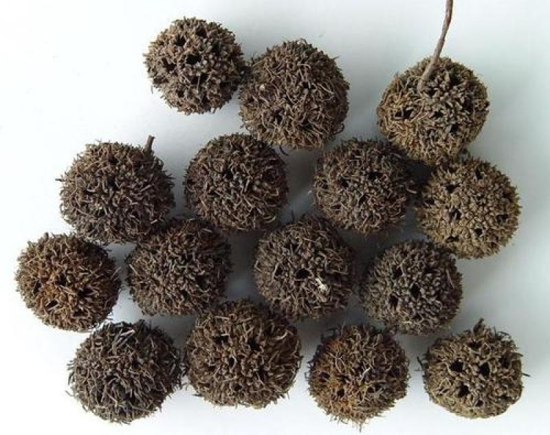 路路通，野生路路通干货质量保证现货供应欢迎咨询合作！