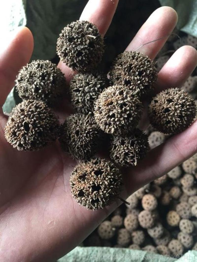 路路通，野生路路通干货质量保证现货供应欢迎咨询合作！