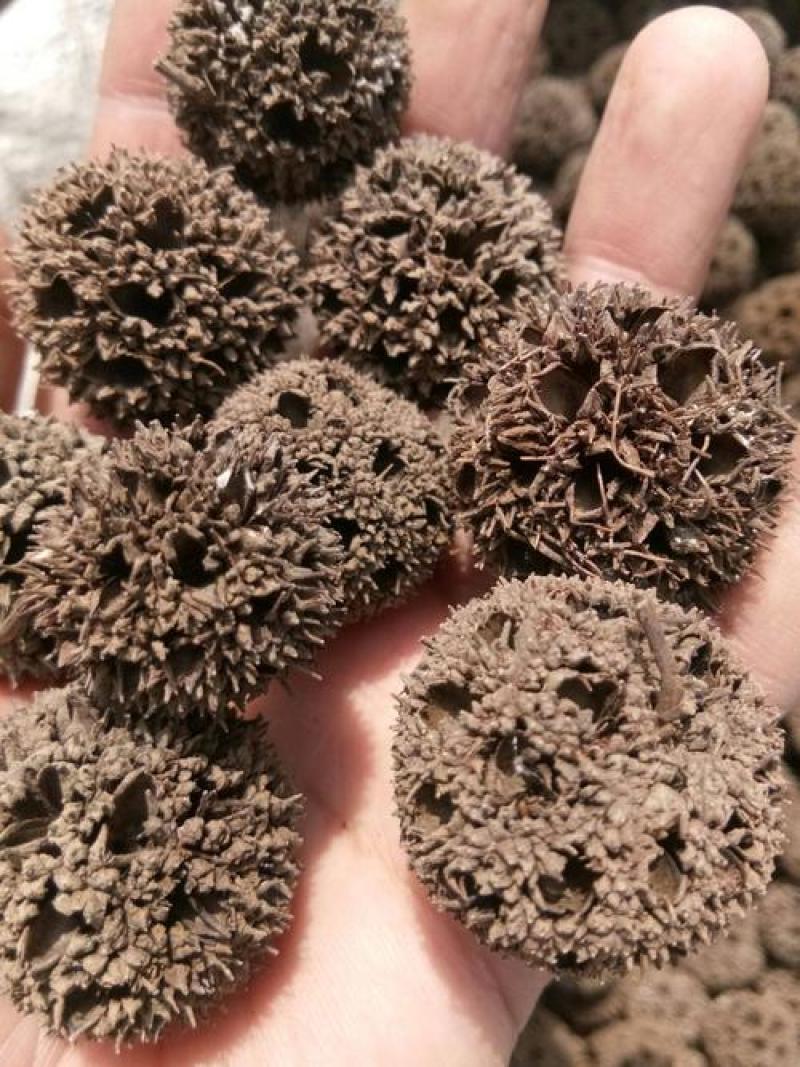 路路通，野生路路通干货质量保证现货供应欢迎咨询合作！