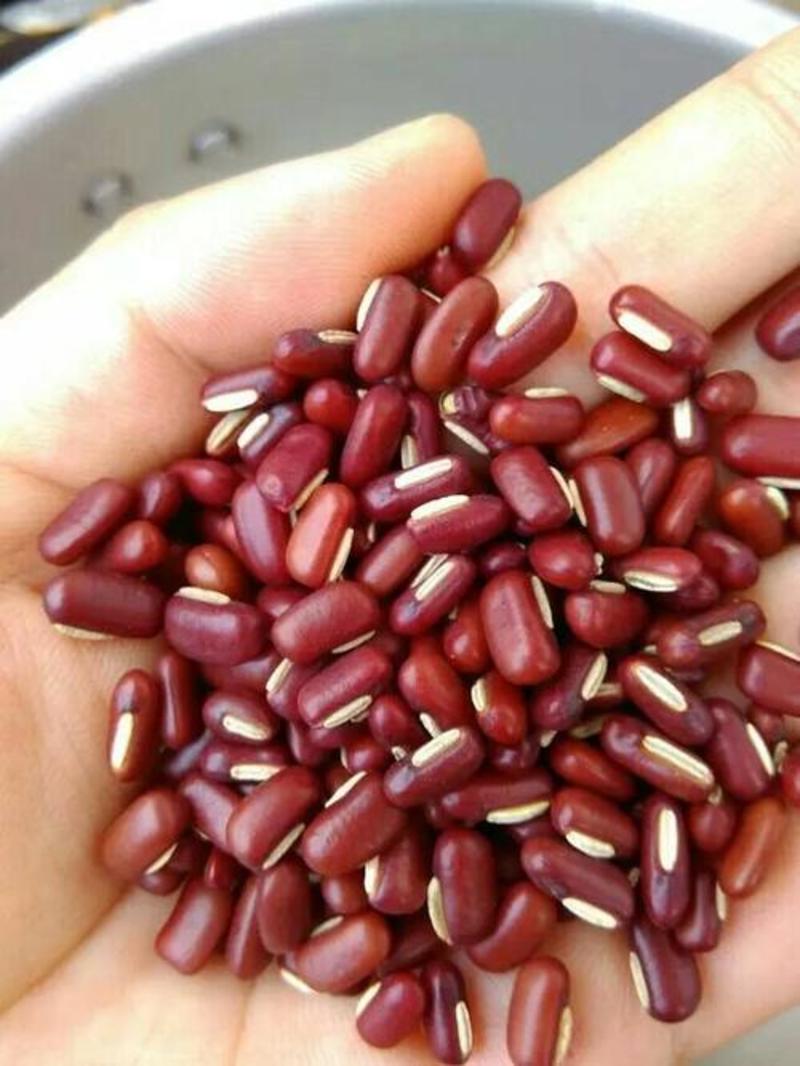 赤小豆，正品长粒赤小豆现货供应欢迎咨询合作！