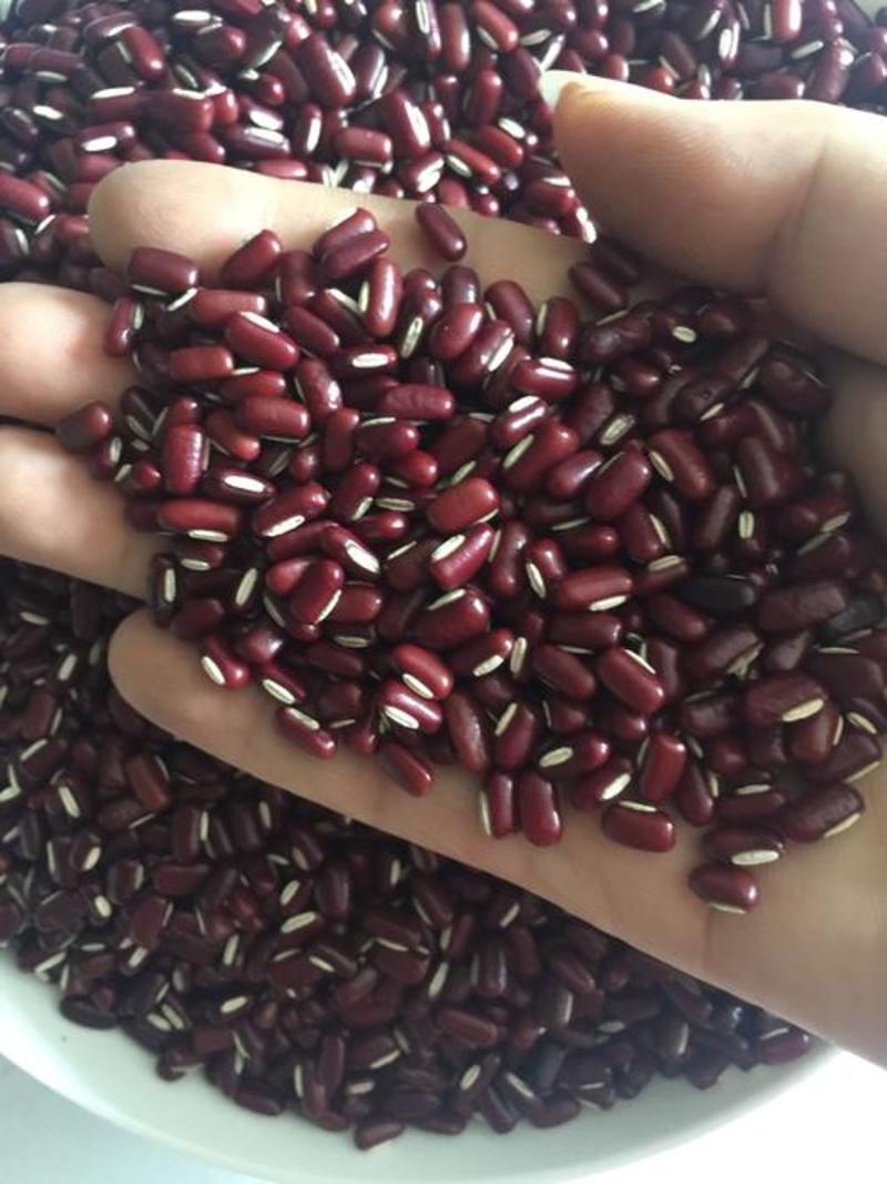 赤小豆，正品长粒赤小豆现货供应欢迎咨询合作！
