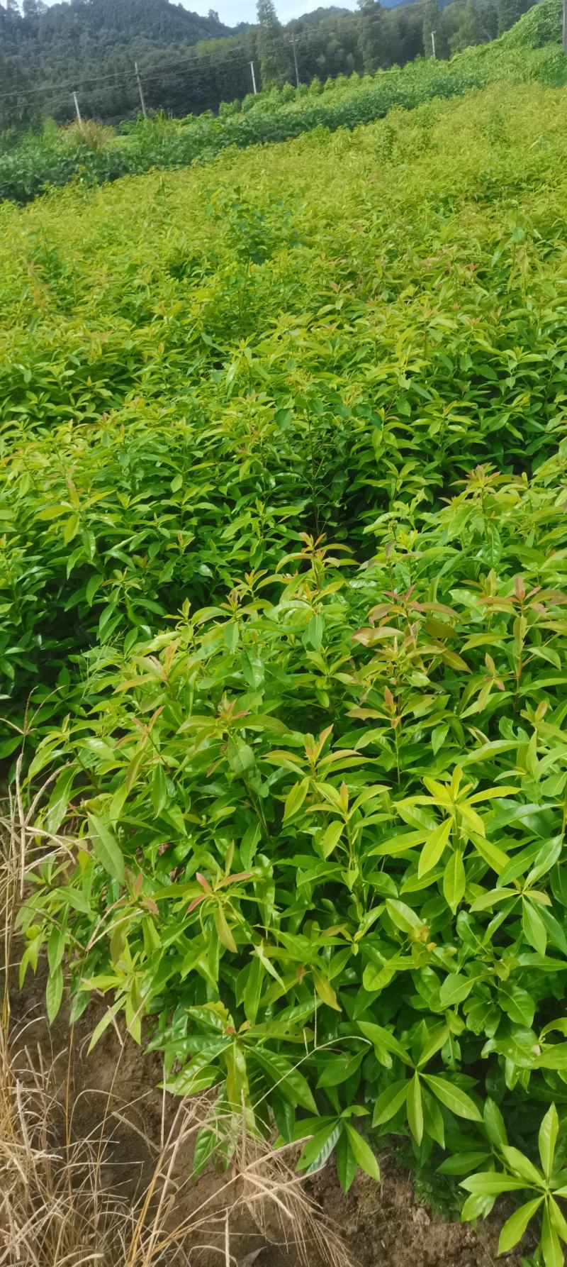 木荷苗，木荷杯苗，大小规格齐全，现货批发海量供应