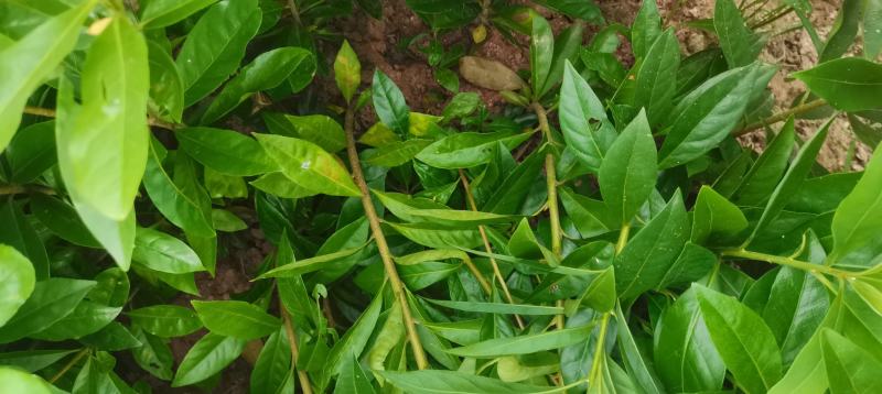 木荷苗，木荷杯苗，大小规格齐全，现货批发海量供应