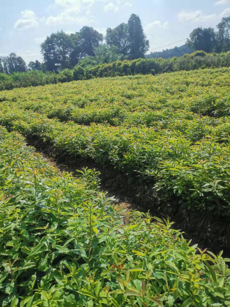木荷苗一年生，高度30公分以上，大小规格齐全欢迎来电咨询
