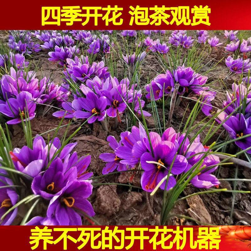 藏红花种球种子四季种植室内阳台花卉植物冬季西红花苗种球根