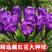 藏红花种球种子四季种植室内阳台花卉植物冬季西红花苗种球根