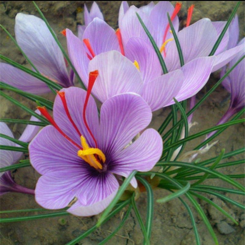 藏红花种球种子四季种植室内阳台花卉植物冬季西红花苗种球根