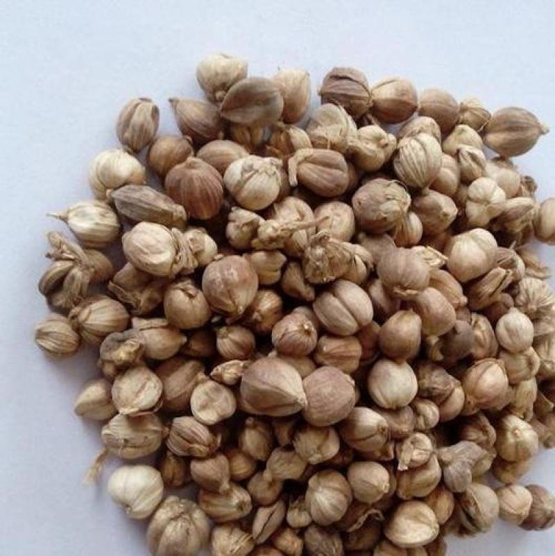 豆蔻，白豆蔻新货气味浓统货质量保证现货供应欢迎咨询合作