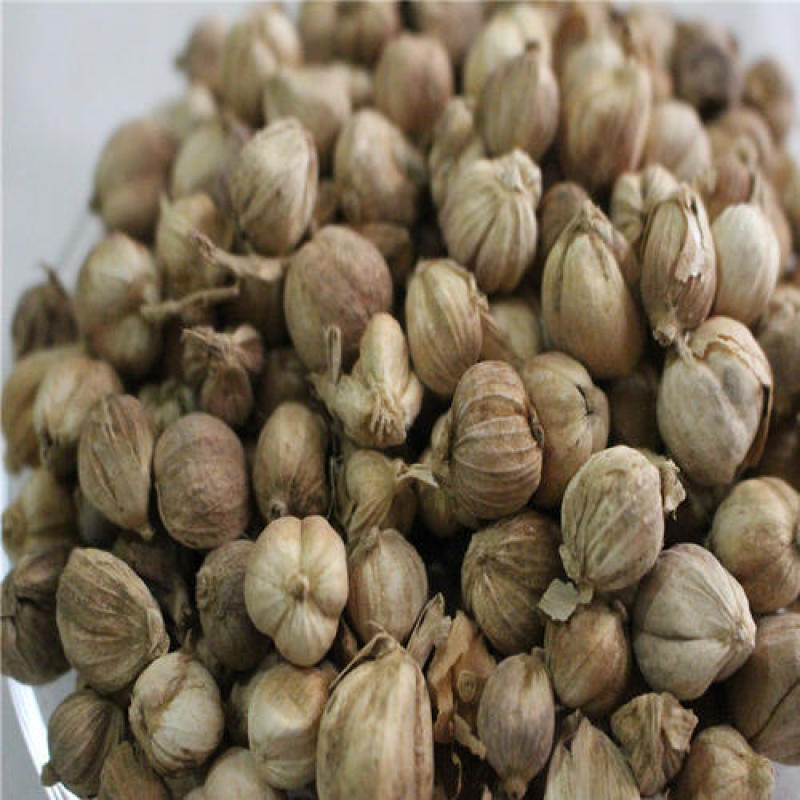 豆蔻，白豆蔻新货气味浓统货质量保证现货供应欢迎咨询合作