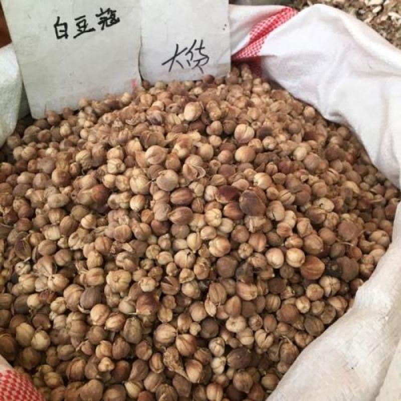 豆蔻，白豆蔻新货气味浓统货质量保证现货供应欢迎咨询合作