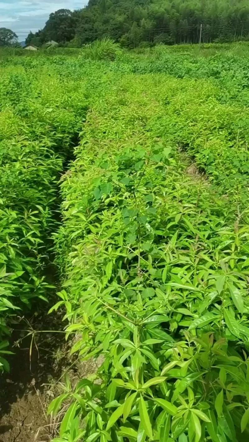 木荷容器苗供应，1-2年生木荷，大小规格齐全，海量供应