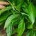 木荷容器苗供应，1-2年生木荷，大小规格齐全，海量供应