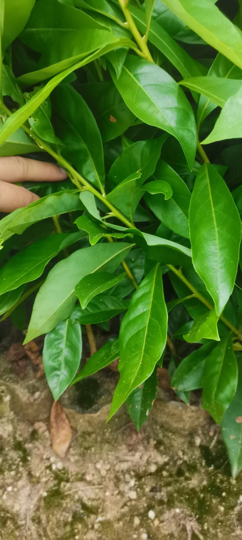 木荷容器苗供应，1-2年生木荷，大小规格齐全，海量供应