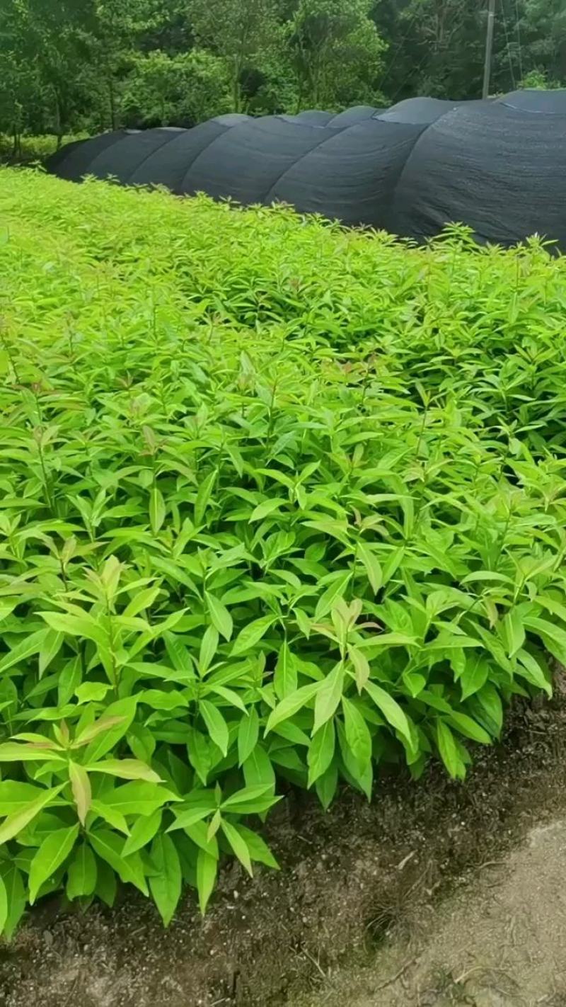 木荷容器苗供应，1-2年生木荷，大小规格齐全，海量供应