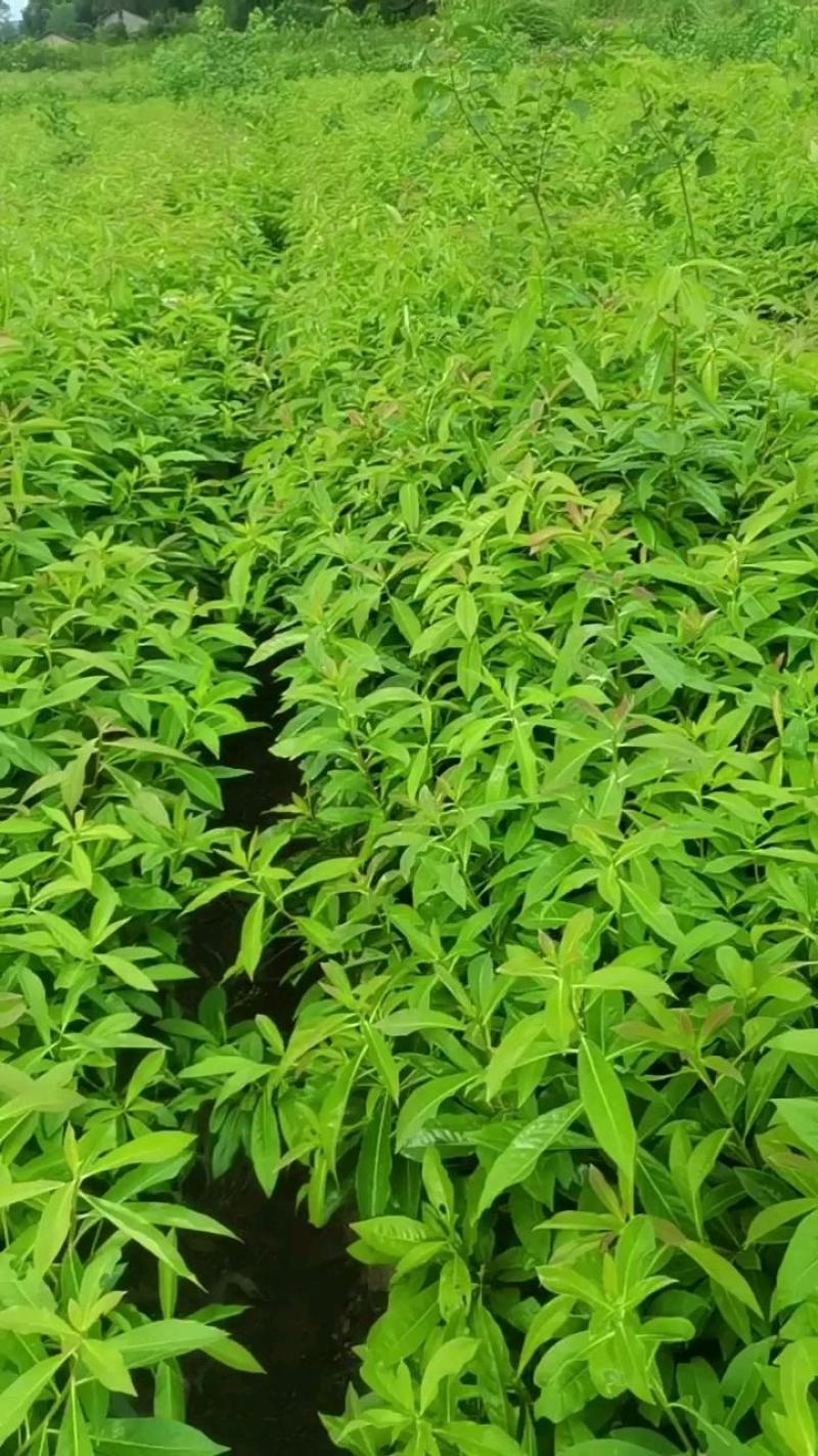 木荷容器苗供应，1-2年生木荷，大小规格齐全，海量供应