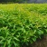 木荷容器苗供应，1-2年生木荷，大小规格齐全，海量供应